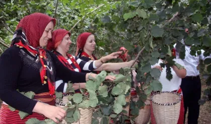 Ordu'da Fındık Hasadında İşçi Sorununa Çözüm: Fındık Dalda Aklın İşçide Kalmasın