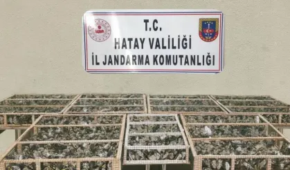 Saka kuşları özgürlüğe kanat çırptı