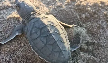 Akyatan'da deniz kaplumbağaları için seferberlik