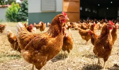 Kümes hayvancılığında temmuz verileri açıklandı