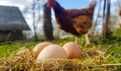 Kümes hayvancılığında üretim arttı! Tavuk yumurtası ve etinde yükseliş
