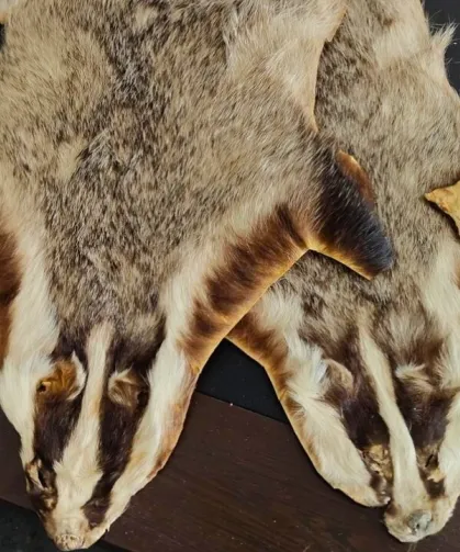 Kilis'te Suriye'den Türkiye'ye getirilen 5 hayvan postu bulundu