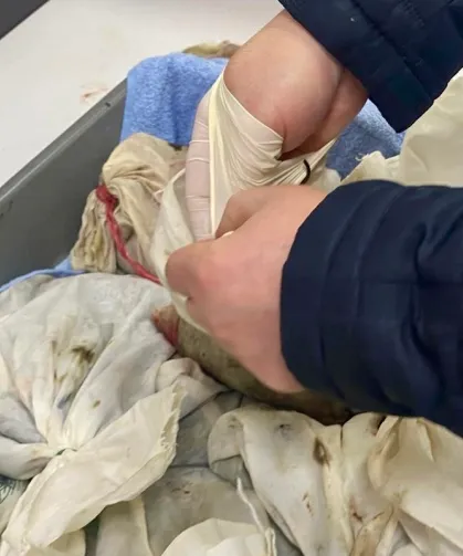 İstanbul Havalimanı'nda kaçak sülük operasyonu... 90 bin canlı tıbbi sülük ele geçirildi