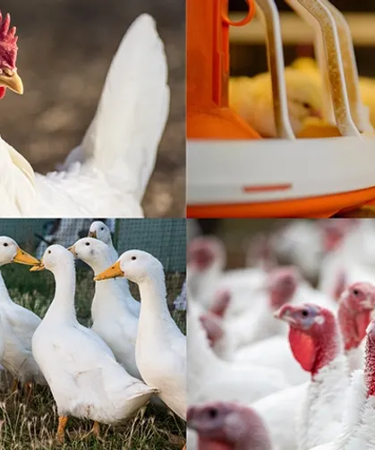 Kanatlı işletmelerinde biyogüvenlik kuralları güncellendi