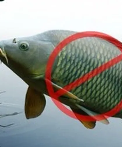 Adana'da sazangillerin avcılığına 31 Mayıs'a yasak!