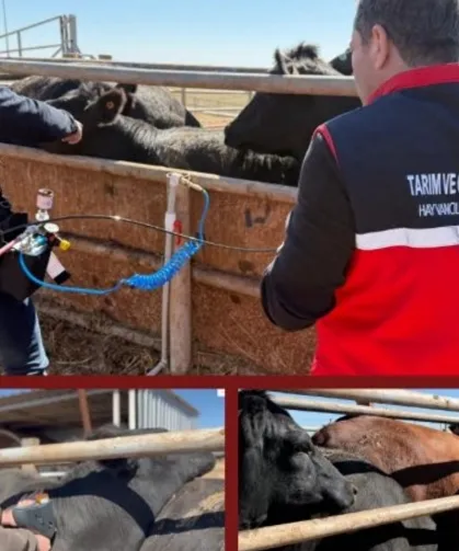 Şap aşısında iğnesiz uygulama deneniyor