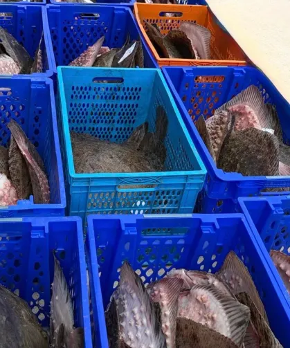 Yasadışı kalkan avcılığına müdahale! 169 balık Darülaceze'ye teslim edildi