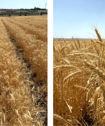 Bisküvilik buğday üretimi başladı