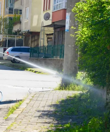 Bu ili kokarcalar istila etti