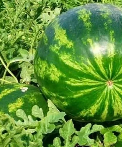 Edirne'de karpuz üretimine büyük destek