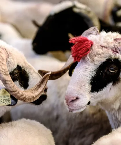 Edirne'de kurbanlık fiyat tarifesi belirlendi