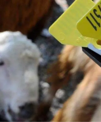 Hayvan sahiplerine aşı ve küpe ücretlerinde önemli ayar