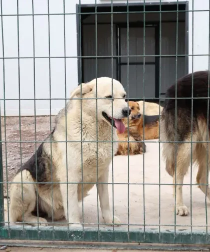İstanbul Çekmeköy'de sokak hayvanları için dev doğal yaşam alanı açıldı