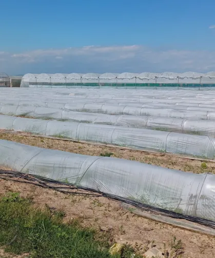 Mersin'de 'marul tarlada kaldı' iddiasına yalanlama