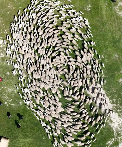 TİGEM'de 'kavuşma' sevinci... Koyun ve kuzular buluştu