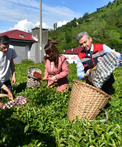 Artvin'de geleneksel çay hasadı başladı