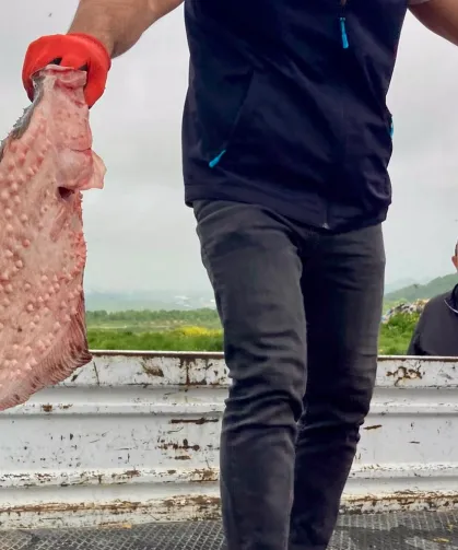 Karadeniz'de yasa dışı avcılığa geçit yok! 500 kilogram kalkan ele geçirildi