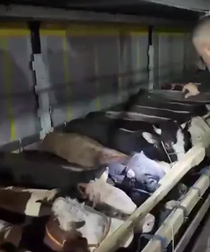 Kurban Bayramı öncesi canlı hayvan kontrolüne sıkı denetim