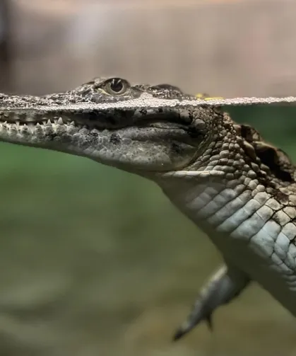 Nil timsahı sevinci... 6 yavru ilk kez ziyaretçilerle buluşuyor
