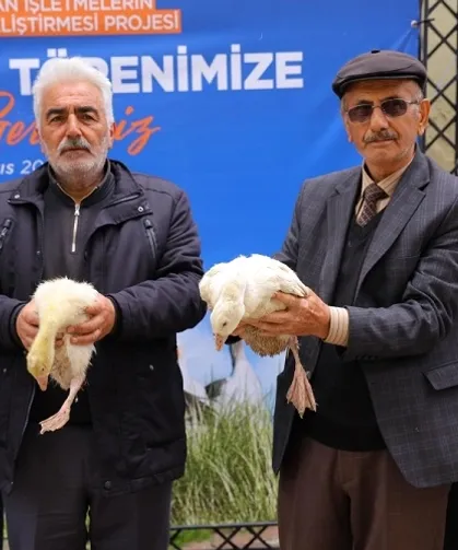 Samsun Büyükşehir'den üreticiye kaz desteği
