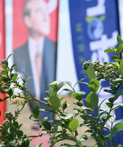 İpsala'da 150 bin yaban mersini dikilecek