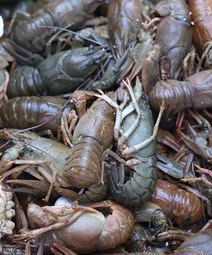 Antalya Otogarı'nda Sağlıksız Koşullarda Taşınan 90 Kilogram Kerevite İmha