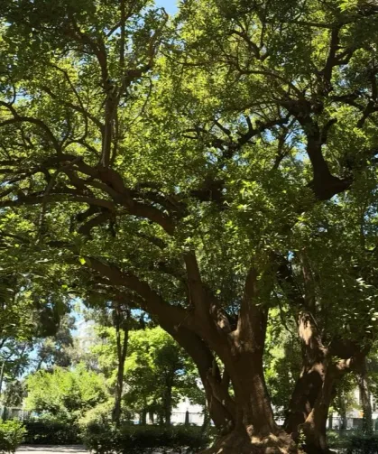 İzmir'de Kültürpark'ın köklerine yolculuk