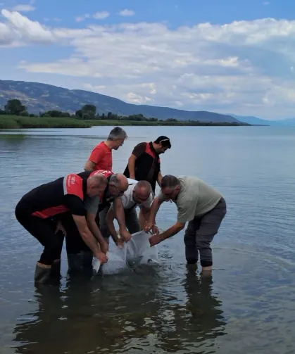 İznik Gölü'ne 2 bin 500 yayın balığı yavrusu bırakıldı