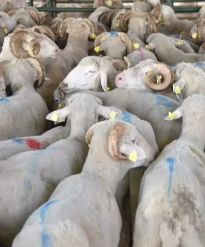 Hayvan varlığı verileri belli oldu... Koyun sayısı yüzde 6 arttı