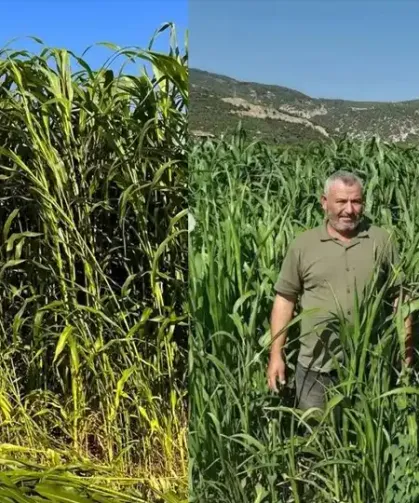 Isparta'da sorgum-sudan otu hasadı başladı