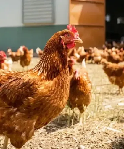Kümes hayvancılığında temmuz verileri açıklandı