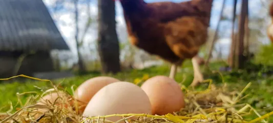 Tavuk eti ve yumurtada 'Aralık' artışı