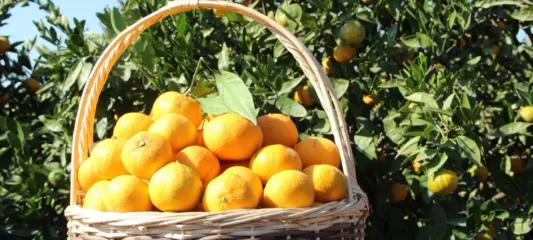 Tarım ürünleri üretici fiyatları yıllık yüzde 40,1 arttı... Aylıkta en yüksek artış turunçgillerde