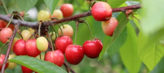 Bu yıl kiraza doyacağız
