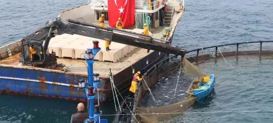 Türk somonu ihracatta rekor yolunda... Üretim 75 bin tona ulaştı