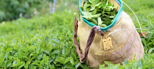 Yaş çay alım fiyatı kilogram başına 35 TL oldu