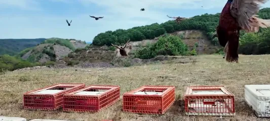 Kene ve Kokarcaya Karşı 51 Bin Keklik ve Sülün Doğaya Salınacak