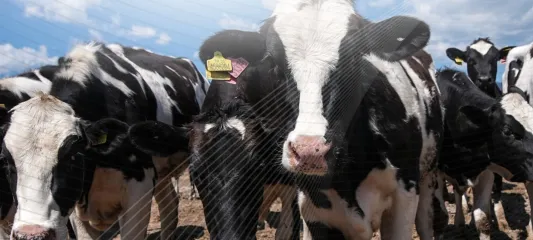 237 milyon TL'lik tarımsal destek hesaplarda