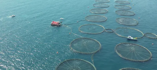 Türkiye Su Ürünlerinde Rekor Kırdı: Her 4 Balıktan 1'i Muğla'dan