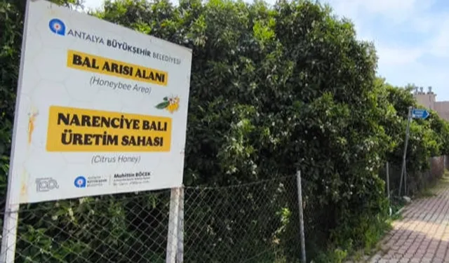 Antalya'da 'Narenciye Balı' koruma altında