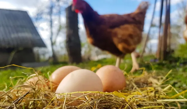 Mart'ta yumurta üretimi düştü!