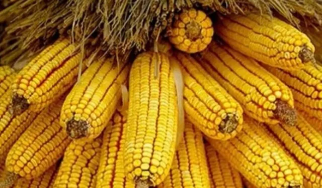 Mısır ithalatında yeni dönem... 1 milyon ton için Gümrük Vergisi sıfırlandı