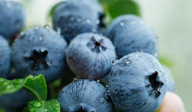 Yaban Mersini üreticileri için Bursa'da tek çatıda... Uludağ Blueberry Birliği kuruldu
