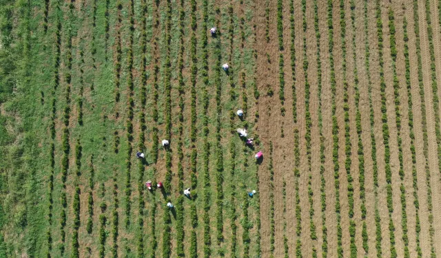 Kocaeli’de tıbbi ve aromatik bitkiler hasada hazırlanıyor