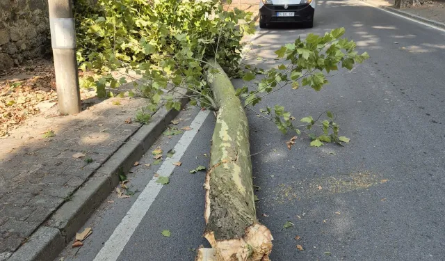 İstanbul'da 58 ağaç devrildi, 6 araç hasar gördü... Dikkat! Bu gecede etkili olacak