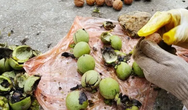 Karacabey TİGEM’den 400 bin kg ceviz hasadı ihalesi