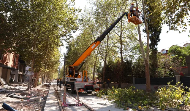 Alikahya Tramvay Hattı için ağaçlara itinalı budama