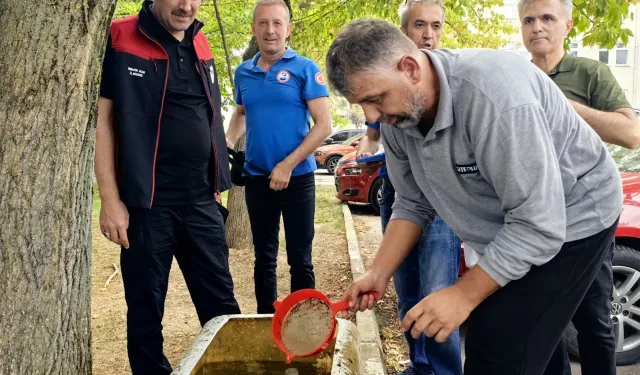 Bursa'nın su kaynaklarına 2,2 milyon sazan balığı bırakılacak