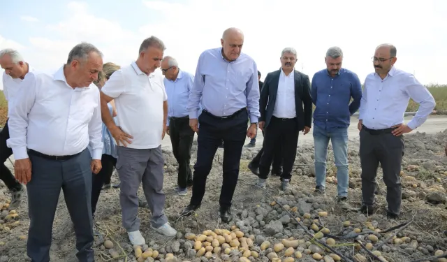 Konya Şeker’den yerli patates tohumu müjdesi... 2027’de dışa bağımlılık bitecek