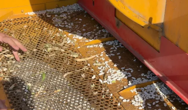 Bursa İnegöl'de Cerrah Kuru Fasulyesinde hasat zamanı